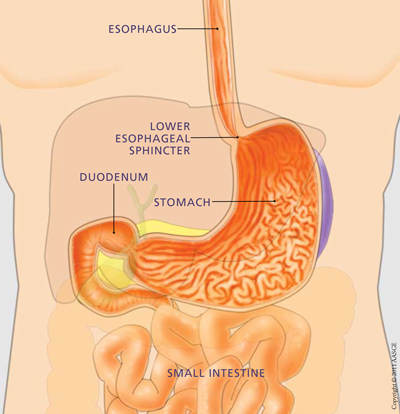 48+ The Upper Digestive Tract Gif